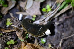 Newzealandia