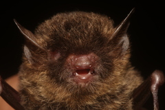 Myotis elegans