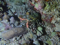 Panulirus versicolor