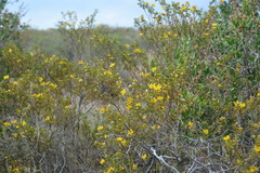 Larrea divaricata