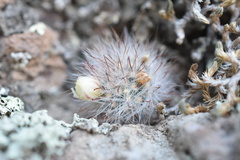 Mammillaria morentiniana