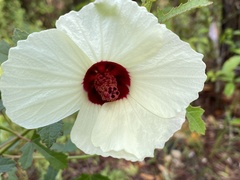 Hibiscus aculeatus