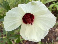 Hibiscus aculeatus