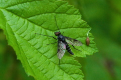 Symphoromyia