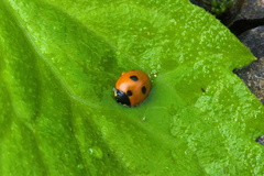 Coccinella quinquepunctata