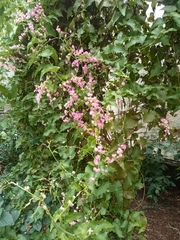 Antigonon leptopus