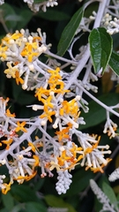 Buddleja madagascariensis