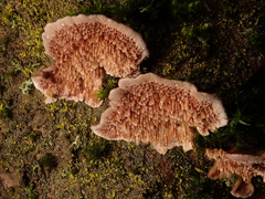 Steccherinum bourdotii