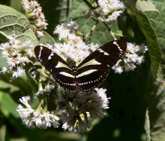 Heliconius peruvianus