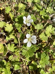 Geranium brevicaule