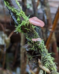 Scytinotus longinquus