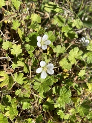 Geranium brevicaule