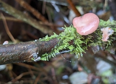 Scytinotus longinquus