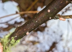 Scytinotus longinquus