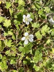 Geranium brevicaule