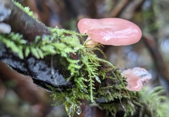 Scytinotus longinquus