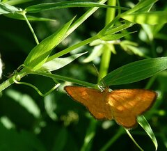 Idaea flaveolaria