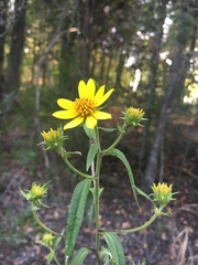 Helianthus resinosus