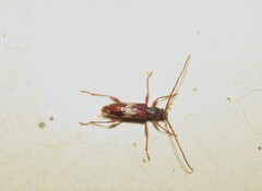 Eurysthea hirta