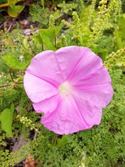 Ipomoea mitchelliae