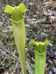 Sarracenia alata