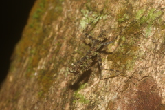 Liturgusa maya