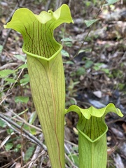 Sarracenia alata