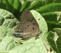 Parrhasius polibetes