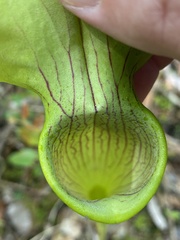 Sarracenia alata