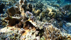Canthigaster valentini