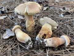 Boletus pseudopinophilus