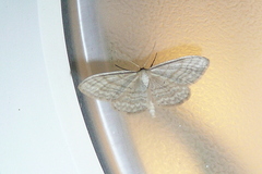Idaea macilentaria