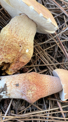 Boletus pseudopinophilus