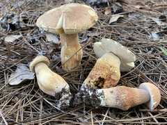 Boletus pseudopinophilus