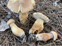 Boletus pseudopinophilus