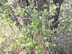 Combretum hereroense