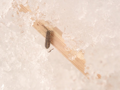Isotomurus