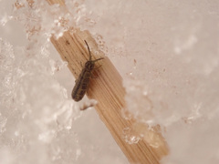 Isotomurus