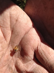 Popillia japonica
