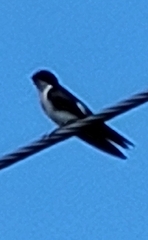 Tachycineta albilinea