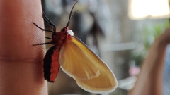 Pygarctia