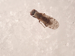 Pherbellia schoenherri