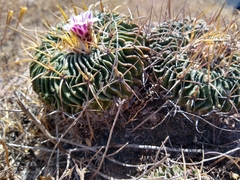 Echinofossulocactus crispatus