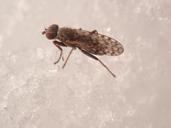Pherbellia schoenherri