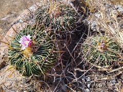 Echinofossulocactus crispatus