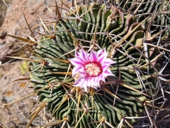 Echinofossulocactus crispatus