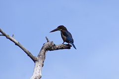 Halcyon smyrnensis fusca