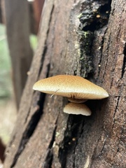 Crepidotus mollis