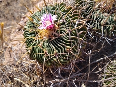 Echinofossulocactus crispatus