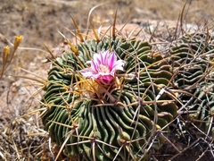 Echinofossulocactus crispatus